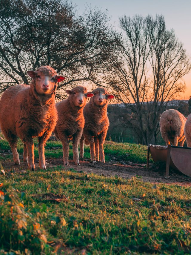 OLYMPUS DIGITAL CAMERA OLYMPUS DIGITAL CAMERA